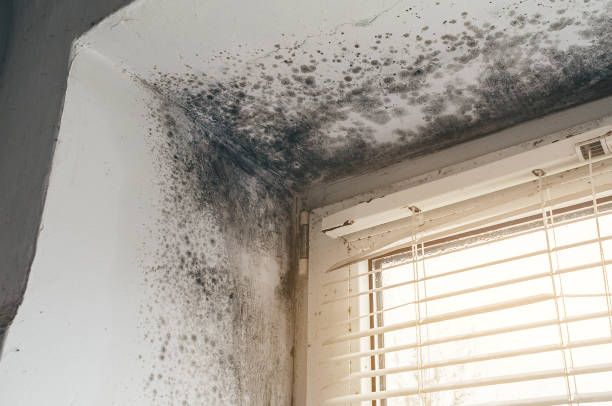 Affordable Basement Mold Removal solutions in Royal Oak, MI
